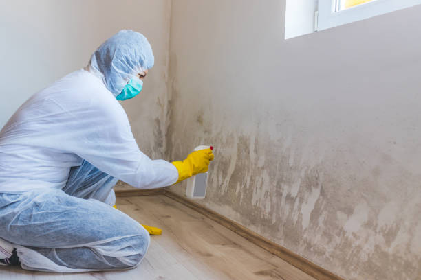 Licensed Attic Mold Remediation service in Fort Monmouth, NJ - Car Mold Remediation