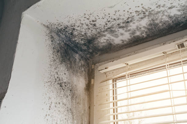 Affordable Attic Mold Remediation solutions in Fort Monmouth, NJ