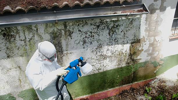 Top rated local Attic Mold Remediation specialists in Fort Monmouth, NJ